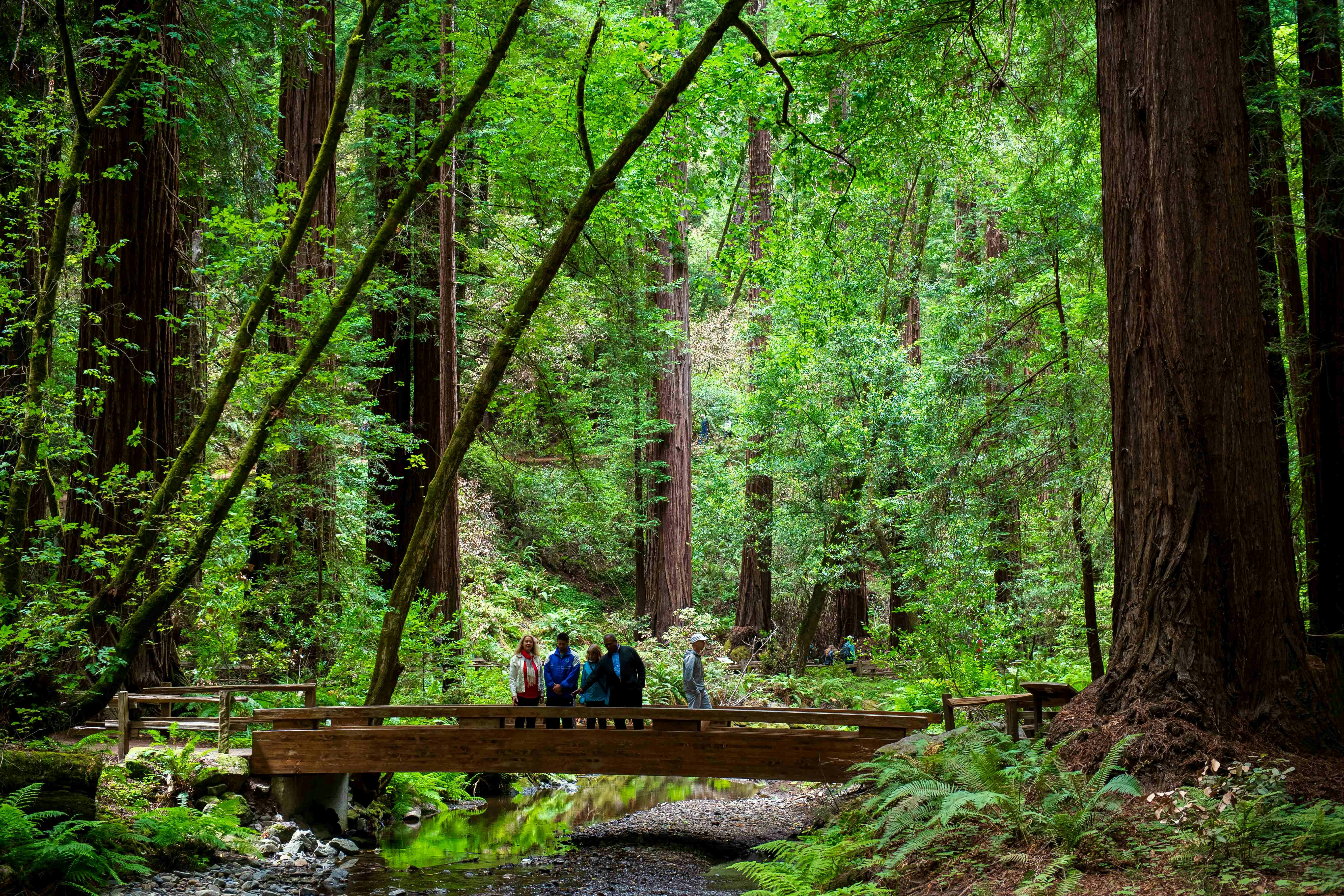 Muir Woods & Sausalito: Morning Tour from San Francisco - Photo 1 of 10